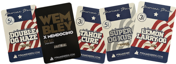 Packs de semillas Kush de Pyramid Seeds: OG Kush, Purple Kush, Mendocino y más